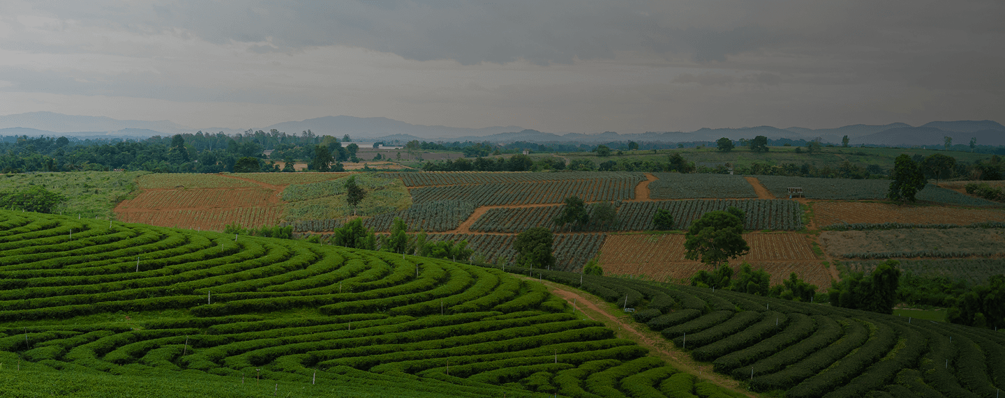 Panoramic view of diverse agricultural fields with tea plantations, crop fields, and rolling hills under cloudy sky