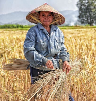 Smiling farmer working in golden rice field with traditional hat
